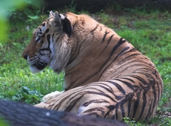 Lazy Tiger 